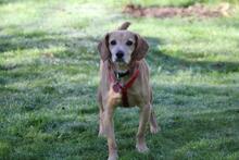 TOKYO, Hund, Dackel-Mix in Wetter - Bild 11