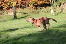 TOKYO, Hund, Dackel-Mix in Wetter - Bild 12