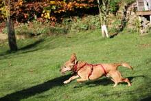 TOKYO, Hund, Dackel-Mix in Wetter - Bild 13