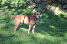 TOKYO, Hund, Dackel-Mix in Wetter - Bild 14