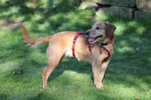 TOKYO, Hund, Dackel-Mix in Wetter - Bild 2