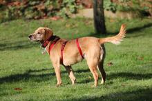 TOKYO, Hund, Dackel-Mix in Wetter - Bild 3