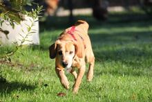 TOKYO, Hund, Dackel-Mix in Wetter - Bild 4