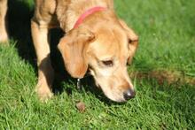 TOKYO, Hund, Dackel-Mix in Wetter - Bild 5