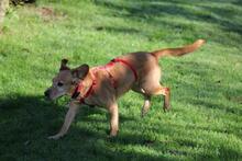 TOKYO, Hund, Dackel-Mix in Wetter - Bild 6