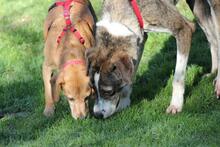 TOKYO, Hund, Dackel-Mix in Wetter - Bild 7