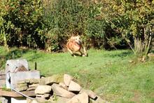 TOKYO, Hund, Dackel-Mix in Wetter - Bild 8