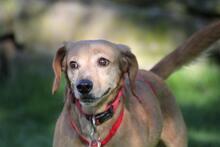 TOKYO, Hund, Dackel-Mix in Wetter - Bild 9