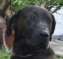 SANTAL, Hund, Boxer-Labrador-Mix in Ungarn - Bild 1