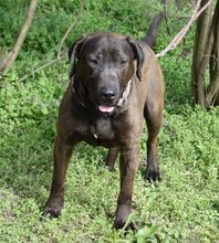 SANTAL, Hund, Boxer-Labrador-Mix in Ungarn - Bild 2