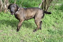 SANTAL, Hund, Boxer-Labrador-Mix in Ungarn - Bild 3