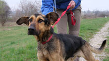 REXI, Hund, Deutscher Schäferhund-Mix in Ungarn - Bild 4