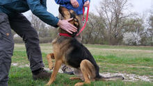 REXI, Hund, Deutscher Schäferhund-Mix in Ungarn - Bild 5