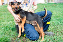 VULKAN, Hund, Terrier-Mix in Ungarn - Bild 1