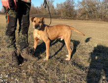 BOLYKA, Hund, Mischlingshund in Ungarn - Bild 1