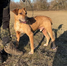 BOLYKA, Hund, Mischlingshund in Ungarn - Bild 2