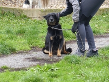 FEDRA, Hund, Mischlingshund in Ungarn - Bild 1