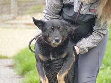 FEDRA, Hund, Mischlingshund in Ungarn - Bild 3