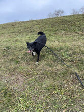 FÜSTI, Hund, Mischlingshund in Ungarn - Bild 3