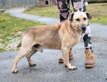 MACI, Hund, Mischlingshund in Ungarn - Bild 1