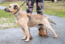 MACI, Hund, Mischlingshund in Ungarn - Bild 3