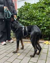 ROUTER, Hund, Mischlingshund in Weinheim - Bild 2