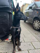 ROUTER, Hund, Mischlingshund in Weinheim - Bild 4