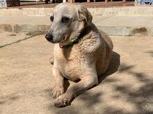 SISSI, Hund, Mischlingshund in Spanien - Bild 2