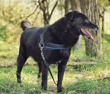 KENAI, Hund, Mischlingshund in Rumänien - Bild 2