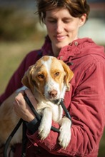 WYOMING, Hund, Mischlingshund in Ungarn