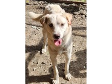 NADIRAH, Hund, Mischlingshund in Rumänien - Bild 6