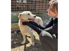 NADIRAH, Hund, Mischlingshund in Rumänien - Bild 7