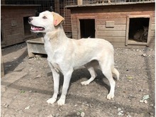 NADIRAH, Hund, Mischlingshund in Rumänien - Bild 8
