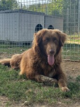 BECKEY, Hund, Mischlingshund in Italien