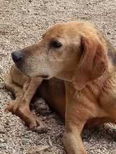 LAKI, Hund, Mischlingshund in Griechenland - Bild 2