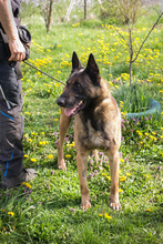 OLLI, Hund, Malinois-Mix in Kroatien - Bild 1