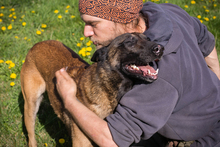 OLLI, Hund, Malinois-Mix in Kroatien - Bild 2