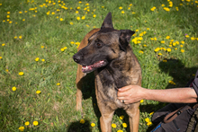 OLLI, Hund, Malinois-Mix in Kroatien - Bild 3