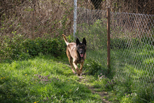 OLLI, Hund, Malinois-Mix in Kroatien - Bild 4