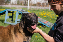 OLLI, Hund, Malinois-Mix in Kroatien - Bild 6