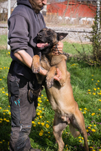 OLLI, Hund, Malinois-Mix in Kroatien - Bild 7