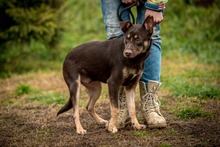 DUNKIN, Hund, Deutscher Schäferhund-Mix in Ungarn - Bild 7