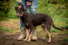 DUNKIN, Hund, Deutscher Schäferhund-Mix in Ungarn - Bild 8