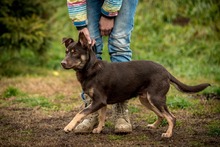 DUNKIN, Hund, Deutscher Schäferhund-Mix in Ungarn - Bild 9