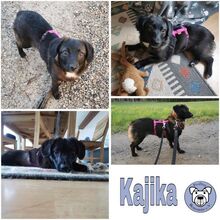 KAJIKA, Hund, Mischlingshund in Goldbach