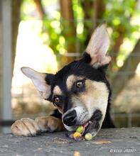 INCI, Hund, Deutscher Schäferhund-Mix in Ungarn - Bild 1