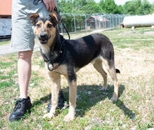 PITYKE, Hund, Deutscher Schäferhund-Mix in Ungarn - Bild 1