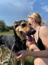 PITYKE, Hund, Deutscher Schäferhund-Mix in Ungarn - Bild 3