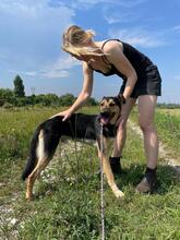 PITYKE, Hund, Deutscher Schäferhund-Mix in Ungarn - Bild 4