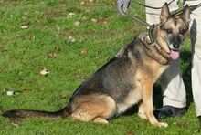 ABIGEL, Hund, Deutscher Schäferhund-Mix in Ungarn - Bild 2